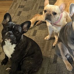 French Bulldogs from Heart and Soul French Bulldogs