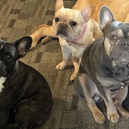 French Bulldogs from Heart and Soul French Bulldogs