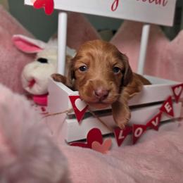 HONEYBUN-price 2210 - Dapple male Dachshund puppy in Bristol, Tennessee from It's Mini Wieners Baby
