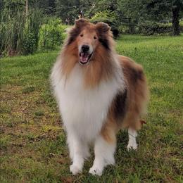 Devon - Collie