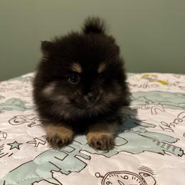 Dolly - blk n tan - Black and tan female Pomeranian puppy in Minooka, Illinois from Sheree’s Pomeranians