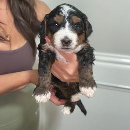 Yellow collar - male Golden Mountain Doodle puppy in Spring, Texas from The Doodle Den