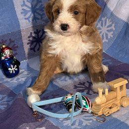 Boy 1 blue collar - Red male Bernedoodle puppy in Cody, Wyoming from Yellowstone Breeders