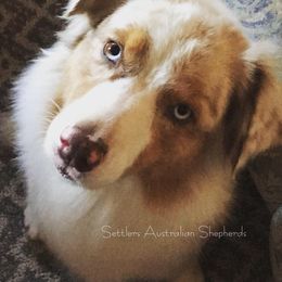 Crinkle - Australian Shepherd