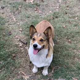 Josey - Pembroke Welsh Corgi