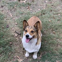 Josey - Pembroke Welsh Corgi