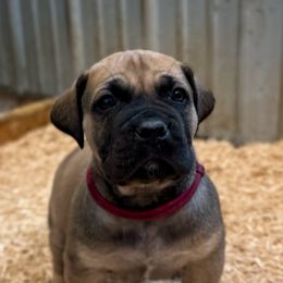 Maroon Male - Reddish brown male Boerboel puppy in Manitowoc, Wisconsin from Mae Boerboel