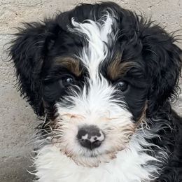 Bernedoodles from Melissa Horst