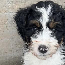 Bernedoodles from Melissa Horst