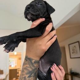 White collar - Black female Great Dane puppy in Salem, Oregon from Sahara’s Danes