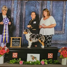 Glitter - Miniature American Shepherd