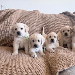 Dougie - Yellow male Labrador Retriever puppy in Paso Robles, California from Kamrose Labradors