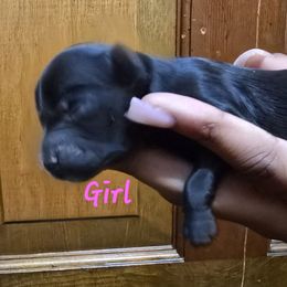 Girl 1 - Black female Yorkipoo puppy in Conyers, Georgia from Furrever Puppy Co.