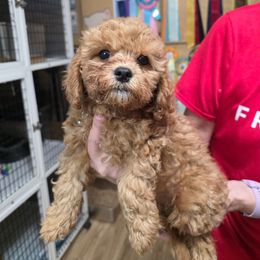 Purple Collar - Red female Cavapoo puppy in Gresham, Oregon from Paisley Cavapoos