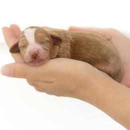 Dune - Parti male Goldendoodle puppy in Port Saint Lucie, Florida from Coastal Crown Doodles