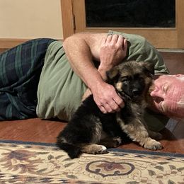 German Shepherd Puppies from Celtic Rose German Shepherds