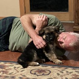 German Shepherd Puppies from Celtic Rose German Shepherds