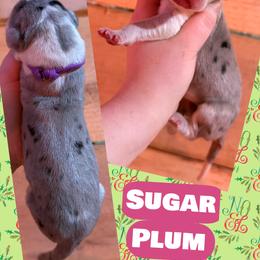 Sugarplum - Mantle merle female Great Dane puppy in Wellsville, New York from Prophecy Danes