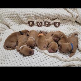Golden Retriever puppies from Paisley's Golden Pups