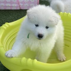 Green Boy - White male Samoyed puppy in Fallbrook, California from DelMar Dreams Samoyeds
