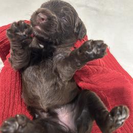 Red female is reserved - Brown female Portuguese Water Dog puppy in Des Moines, Iowa from Stacy's PWD Portuguese Water Dogs