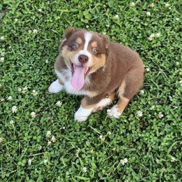 Black Collar - Red tri-color male Australian Shepherd puppy in Parkdale, Michigan from Wilkosz Wigglebutts
