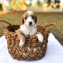 Loaf - Apricot male Goldendoodle puppy in Russell Springs, Kentucky from Milk & Honey Doodles
