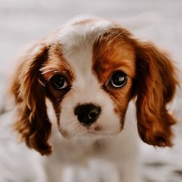 Assorted Doodle Crosses, Cavalier King Charles Spaniels, Cavapoos, Maltipoos, and Poodles from Little Teton Doodles