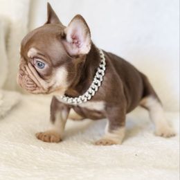 Rojo Tan - Tricolors male French Bulldog puppy in Harmony, North Carolina from Schuster Haus