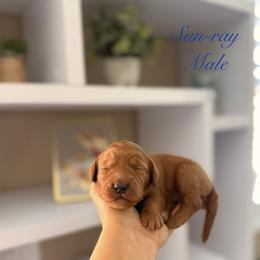 Sun-ray - Red  male Goldendoodle puppy in Las Vegas, Nevada from Dose of Doodles