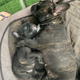 French Bulldog Puppies from Luna and London’s Puppies