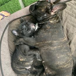 French Bulldog Puppies from Luna and London’s Puppies