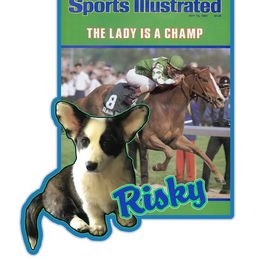 Cardigan Welsh Corgi Puppies from Stornoway Cardigan Welsh Corgis