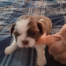 Stella - Gold and white female Shih Tzu puppy in Lake Worth, Florida from Shih Tzu Cottage