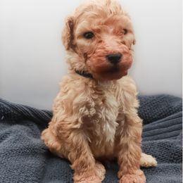 Poodle Puppies from Matlock’s Standard Poodles