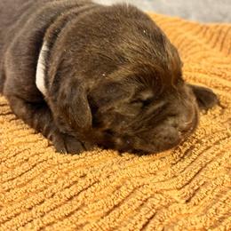 Boy2 - Chocolate male Labrador Retriever puppy in Davenport, New York from New England Premier English Labradors
