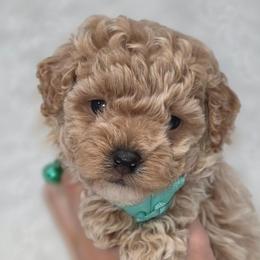 Rafeal - Yellow and white male Bernedoodle puppy in Vernon, Texas from Sugarland's Texas Goldendoodles