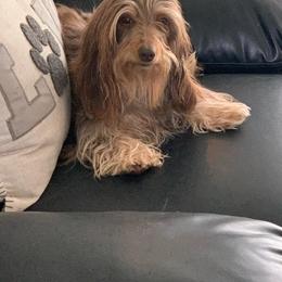 Piper - Dachshund