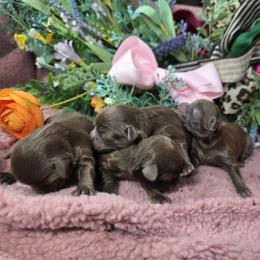 Girl 3 - Brown female Shihpoo puppy in Delphos, Ohio from Route 66 Poodles & Doodles, Sapphire Shih-tzu's of Ohio