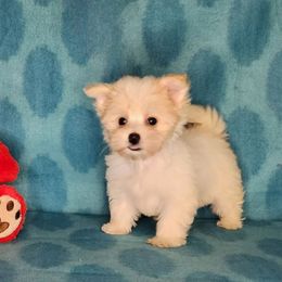 Puppy Girl Pansy - Parti female Yorkshire Terrier puppy in Sequim, Washington from Spirit Valley Family