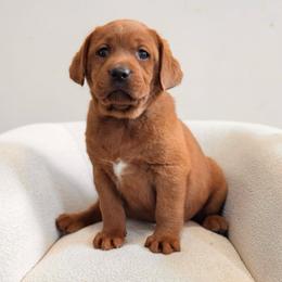 Barbie - Yellow female Labrador Retriever puppy in Angola, Indiana from Reniers Labrador Retrievers