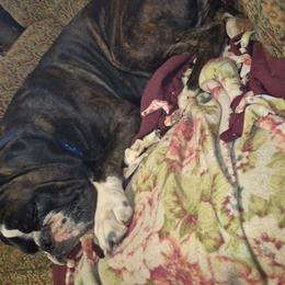 Boxer puppies from Jenks Boxers