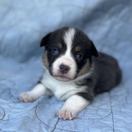 Iggy- natural bobtail - Blue male Pembroke Welsh Corgi puppy in Hope, Arkansas from Foxy Knoll Farm