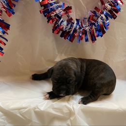 Sara Evans - Brindle female Boxer puppy in Willard, North Carolina from Boone’s Boxers of North Carolina