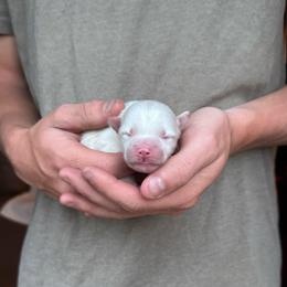 Boy 3 - White male Pomsky puppy in Grass Valley, California from Karalot Pomskies