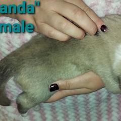 Anatolian Pyrenees Puppies from Alisha's Anatolian Pyrenees