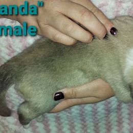 Anatolian Pyrenees Puppies from Alisha's Anatolian Pyrenees
