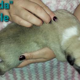 Anatolian Pyrenees Puppies from Alisha's Anatolian Pyrenees