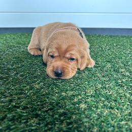 Girl 5 - Yellow female Labrador Retriever puppy in Denton, Maryland from Amber's Labrador Retrievers