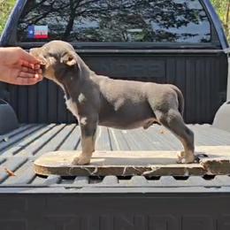 Cash - Blue tri-color male American Bully puppy in Redfield, Arkansas from ArK9 Capabulls